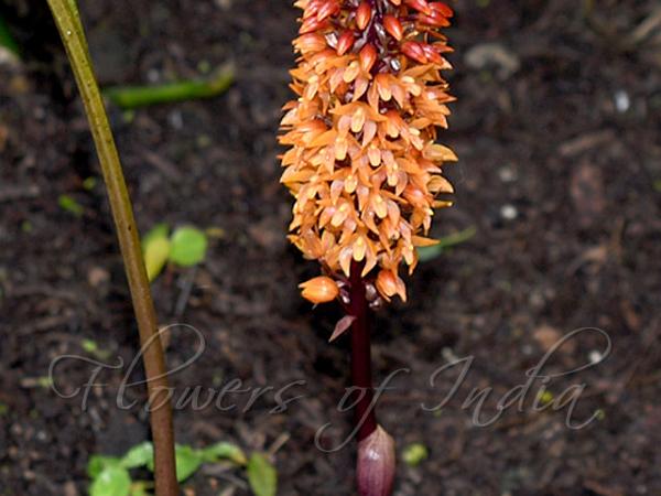 Broadleaf Golden-Tongue Orchid